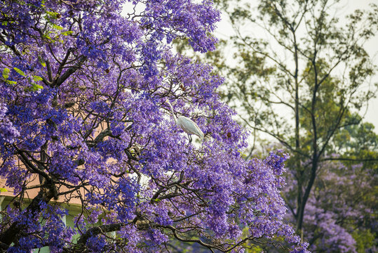 Mexico City, Mexico - March 29, 2024. Herons living in the trees by Lake Menor in Chapultepec
