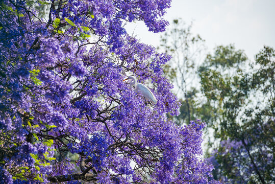 Mexico City, Mexico - March 29, 2024. Herons living in the trees by Lake Menor in Chapultepec