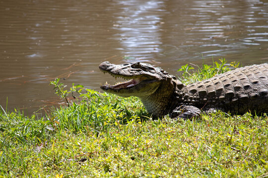 Yellow-throated caiman (Caiman latirostris) with open mouth &ndash; wildlife thermoregulation behavior, Brazil