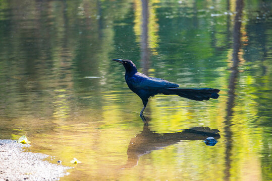 Mexico City, Mexico - March 29, 2024. Quiscalus mexicanus in Chapultepec park