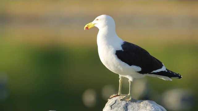 Selective focus, portrait footage of a Kelp Gull (Larus dominicanus). 