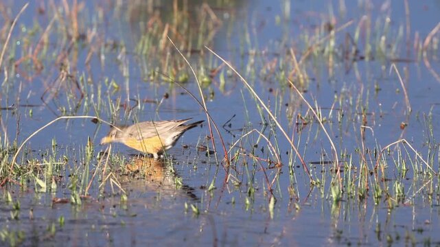 American robin (Turdus migratorius) wading in shallow water at McCoy Flat Reservoir, Lassen County, California, spins and snatches an insect from the water surface in slow motion.