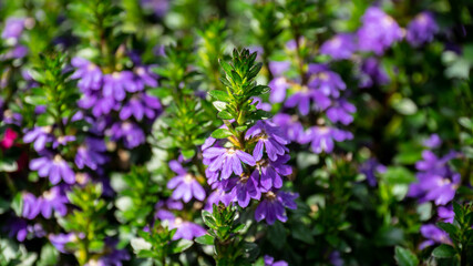 Obraz premium Close-up of Purple Scaevola Fan Flower Spikes with Vibrant Green Leaves