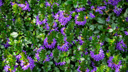 Obraz premium Lush Groundcover of Purple Fairy Fan Flowers (Scaevola aemula) in Full Bloom