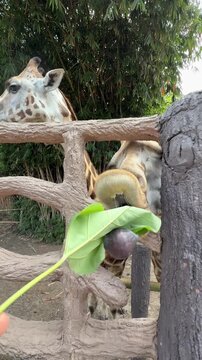 Close up of giraffes using long flexible tongues to reach and eat green leaves through enclosure fence. Natural feeding behavior, funny and engaging wildlife moment.