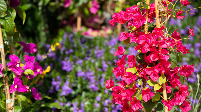 Vibrant Red Bougainvillea Bracts with Blurred Purple Scaevola Background