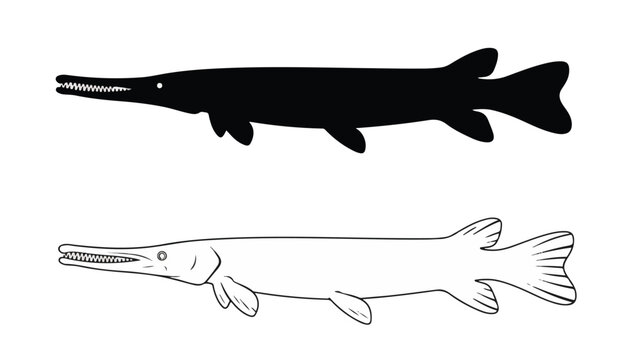 Vector illustration of alligator gar fish in black and white line art