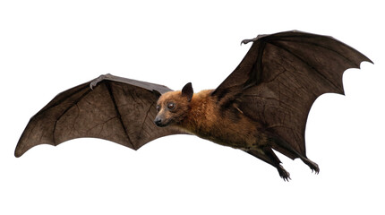 Brown flying fox bat with large wings spread, isolated on transparent background © Giulia