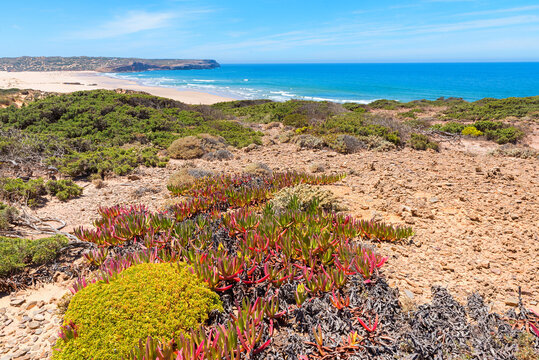 atlantic ocean Algarve coast portugal with mediterranean plants
