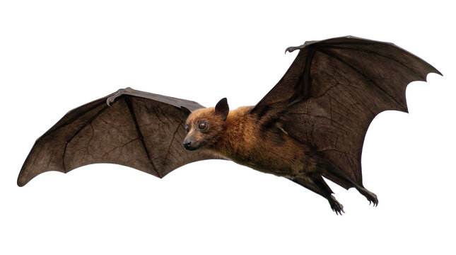 Brown flying fox bat with large wings spread, isolated on transparent background