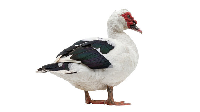 White Muscovy duck with red caruncles on face, isolated on transparent background