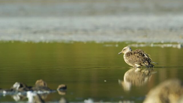 A Ruff, (Philomachus pugnax) foraging in a lake. 