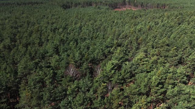 Drone footage of endless forest canopy with dense conifer trees covering landscape under bright sunlight and cloudless sky