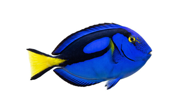 Vibrant blue tang fish with yellow tail, isolated on transparent background