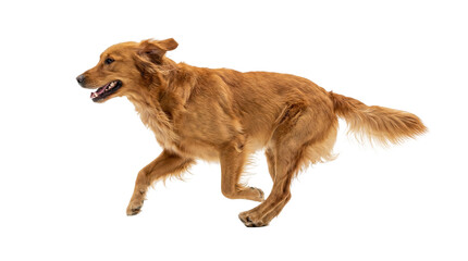 Golden retriever dog running with open mouth, isolated on transparent background © Laura