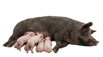 Dark brown mother pig nursing pink piglets, isolated on transparent background © Laura