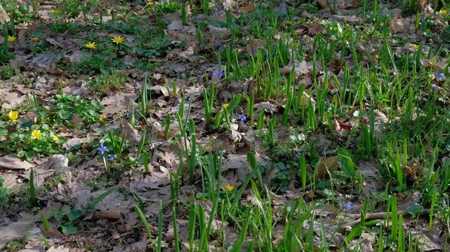small blue scilla and yellow wildflowers blooming on the forest floor in early spring.