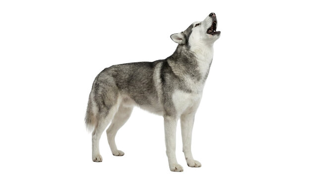 Siberian Husky howling with mouth open, isolated on transparent background