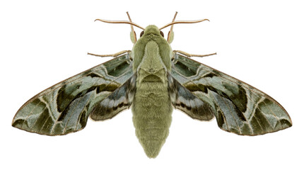 Green moth with patterned wings, isolated on transparent background © Laura