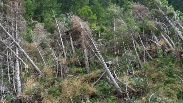Wind blowing trees after storm showing climate change effect. Aftermath of a powerful windstorm showcases the devastating effects of extreme weather on a forest
