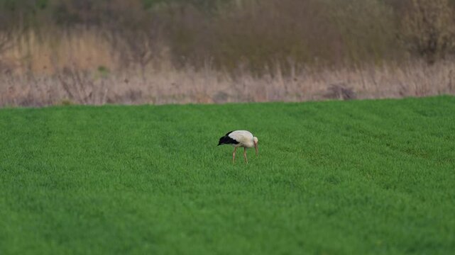 Stork foraging on meadow hunts invertebrates and eats prey in slow motion with warm evening light highlighting plumage and structure
