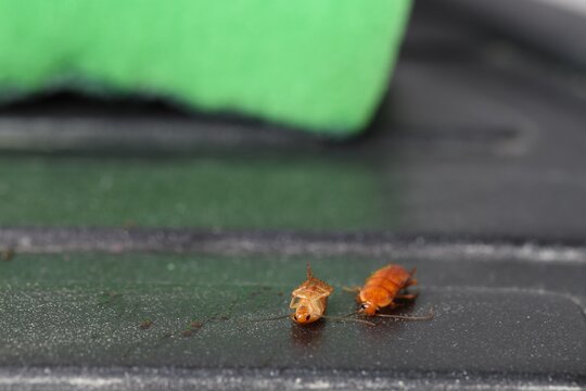 Cockroaches on black countertop in kitchen, closeup