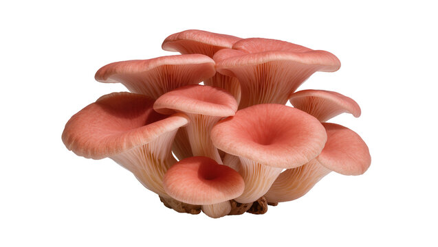 Cluster of pink oyster mushrooms with delicate gills, isolated on transparent background