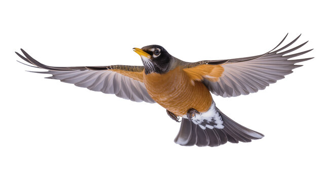 American Robin bird with outstretched wings in flight, isolated on transparent background