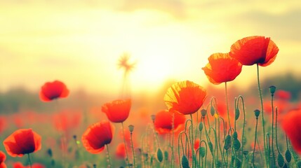 Fototapeta premium Vivid red poppies bathed in warm golden sunlight at dawn or dusk, creating a serene, natural scene
