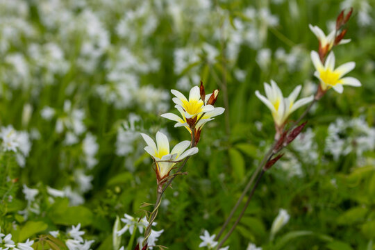 スパラキシスとアリウム・トリケトラムの花畑 
