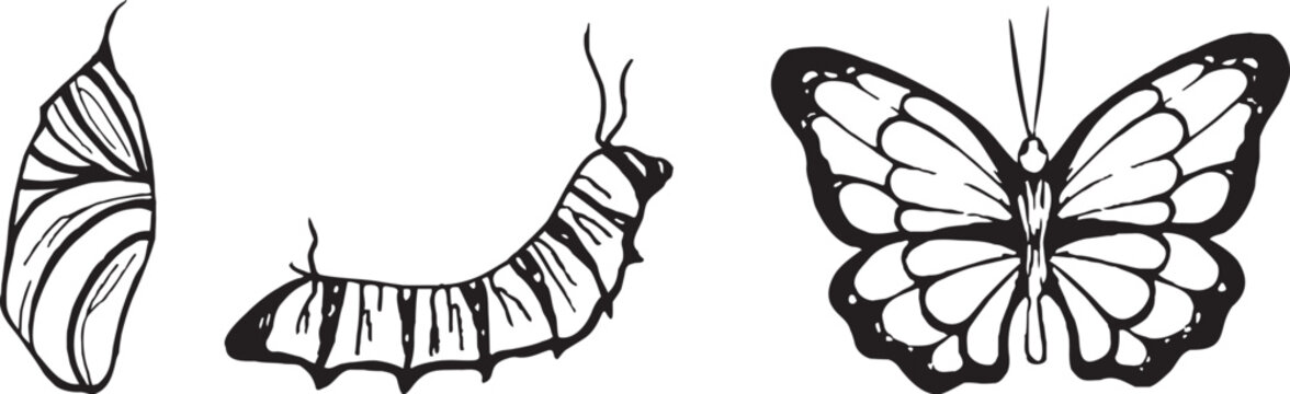 Hand-drawn vintage insects collection: metamorphosis stages in linocut style