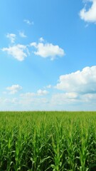 Obraz premium A large, green corn field under a clear blue sky with clouds scattered across the horizon.