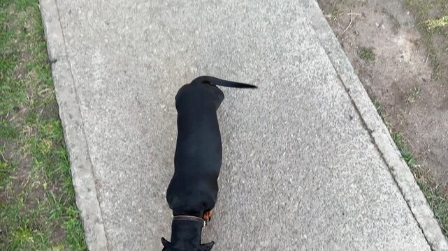Top view woman walking black dachshund on sidewalk, overhead shot shows petite owner strolling along urban pavement with curious.
