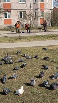 Park pigeons grass workers orange vests cleaning and raking leaves, scattering feed among flock residential building backdrop.