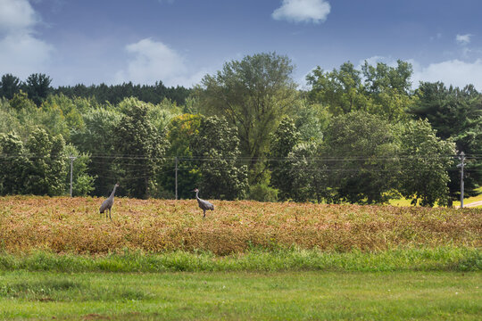 Sandhill Cranes (Antigone canadensis) Stand in Soybean Field