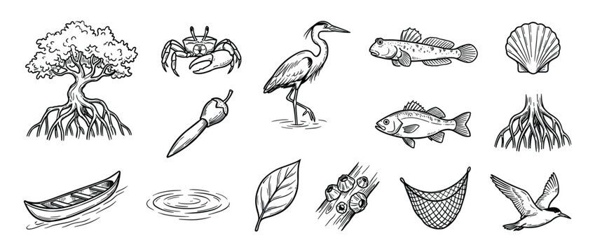 Diverse collection of hand-drawn illustrations featuring various natural elements like a mangrove tree, crab, heron, fish, boat, shell, and a chili pepper, isolated on white