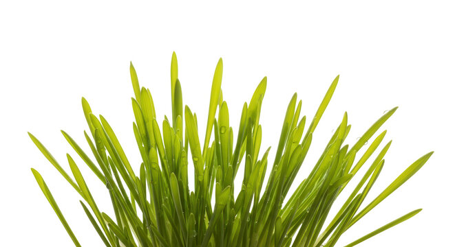 Fresh botanical photography featuring fresh spring grass blades unfurling fresh new light green leaves against an absolute white studio background symbolizing natural growth and life.