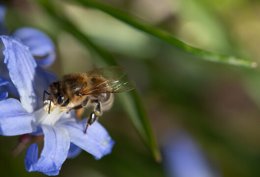 Close-up of a small honeybee searching for pollen on a blue starflower
