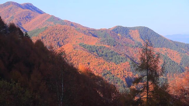 分杭峠から望む高遠方向の山並みと紅葉のカラマツ林