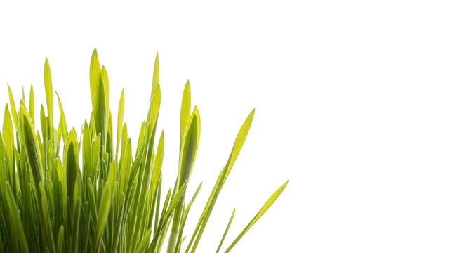 Fresh botanical photography featuring fresh spring grass blades unfurling fresh new light green leaves against an absolute white studio background symbolizing natural growth and life.