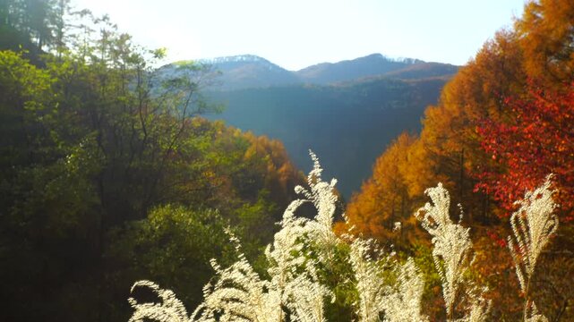 ゼロ磁場の水場付近から望む分杭峠の紅葉とススキと夕日の光芒