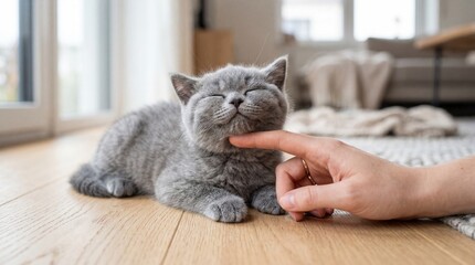 Fototapeta premium Happy British Shorthair Kitten Being Stroked Under Chin by Owner
