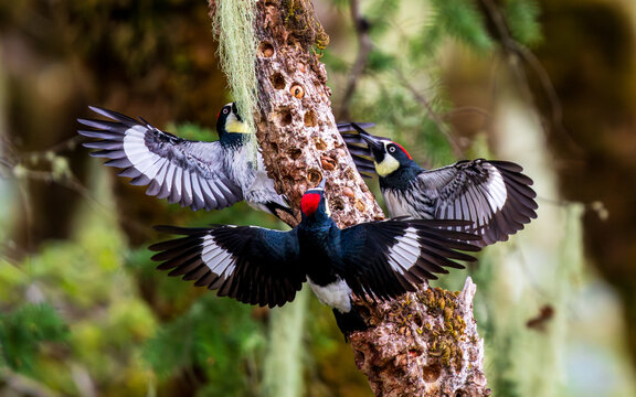 Acorn Woodpeckers (Melanerpes formicivorus) courtship display on a granary with acorns.