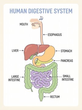 The human digestive system illustrated with labeled organs and parts