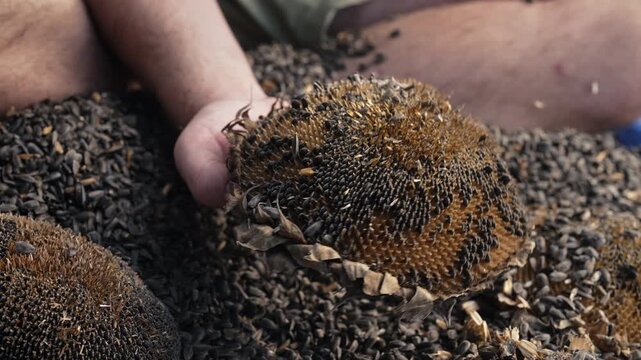 Man Threshing Sunflower Seeds Hand With Stick, Hitting Dry Flower Heads Stick.