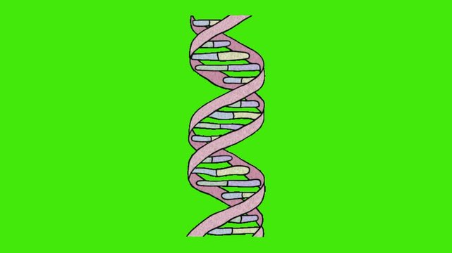 illustration of a dna
