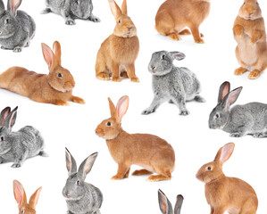 Fototapeta premium Cute fluffy rabbits on white background, collection