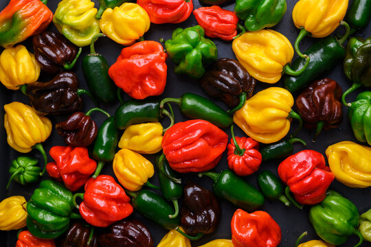 Colorful habanero peppers arranged as seamless background pattern. Fresh chili assortment vibrant food texture top view
