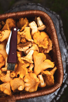 Close-up of fresh chanterelles inside a wicker basket with knife. Wild mushrooms, autumn harvest, natural food background