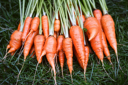 Carrots with green tops displayed on natural grass surface. Clean farm produce and seasonal harvest